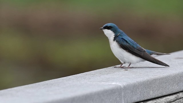 Tree Swallow - ML633555963