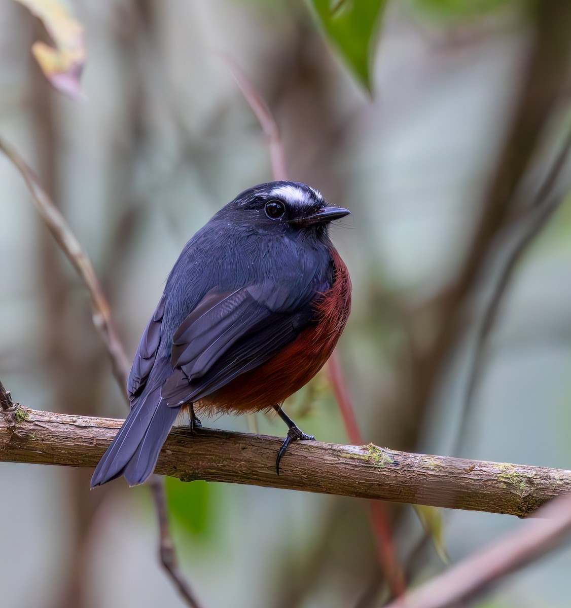 Chestnut-bellied Chat-Tyrant - ML633556123