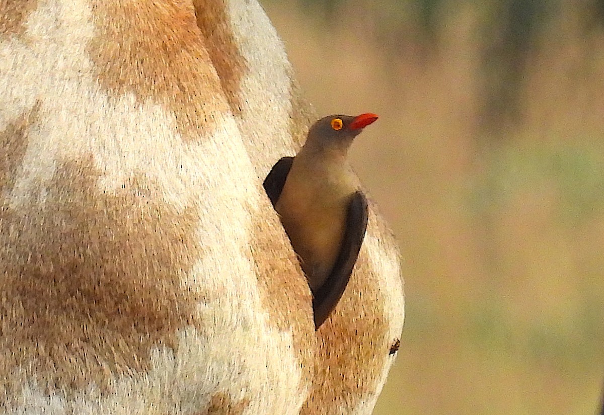 Red-billed Oxpecker - ML633556146