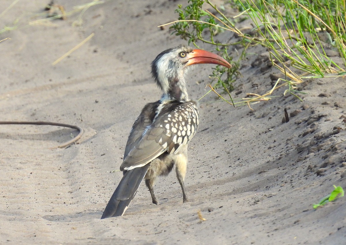 Southern Red-billed Hornbill - ML633556179