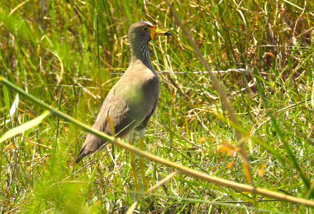 Wattled Lapwing - ML633556196