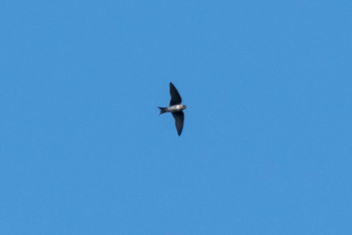 Purple Martin - ML633556203