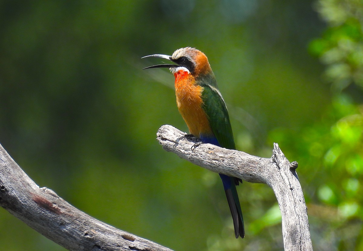 White-fronted Bee-eater - ML633556233