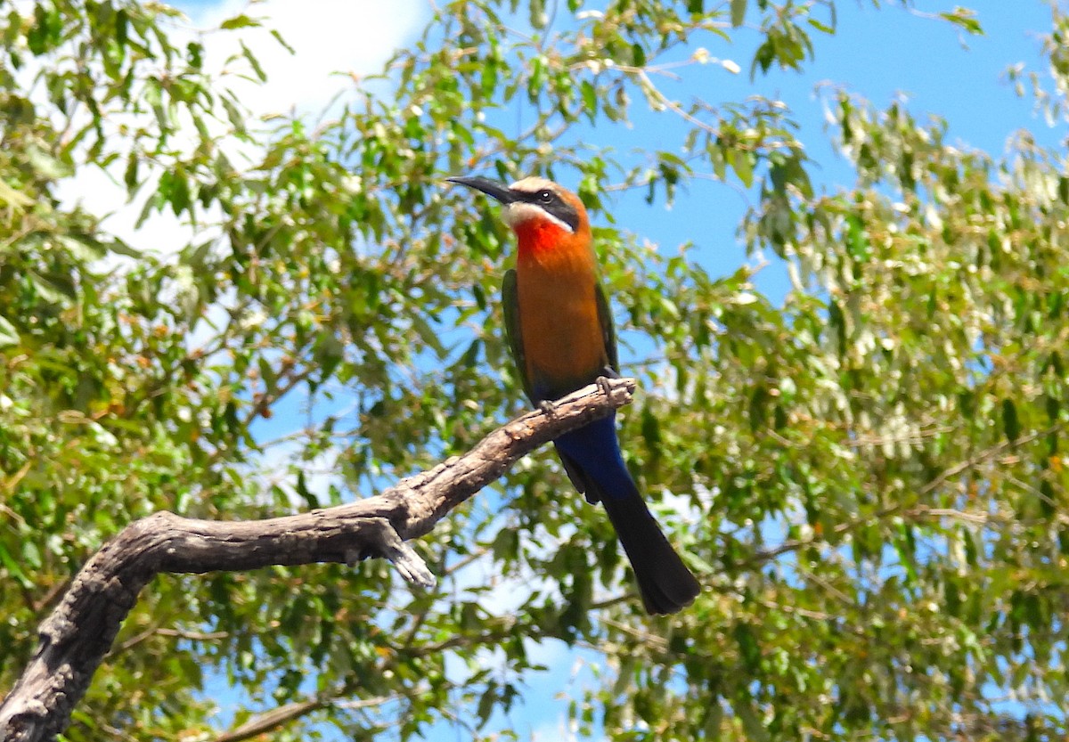 White-fronted Bee-eater - ML633556253