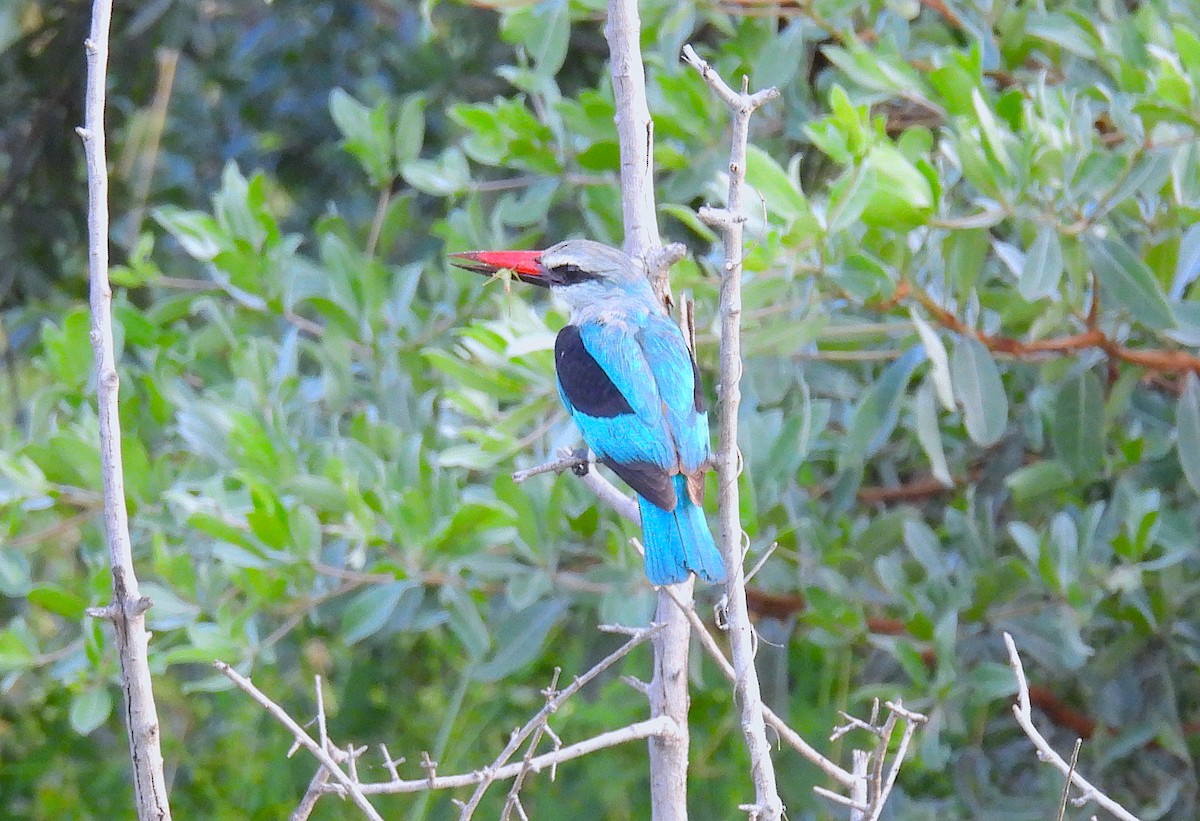 Woodland Kingfisher - ML633556297