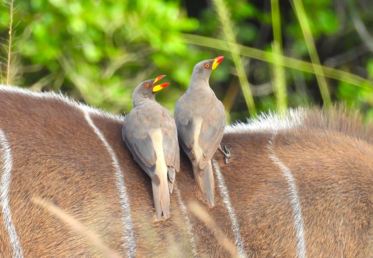 Yellow-billed Oxpecker - ML633556324