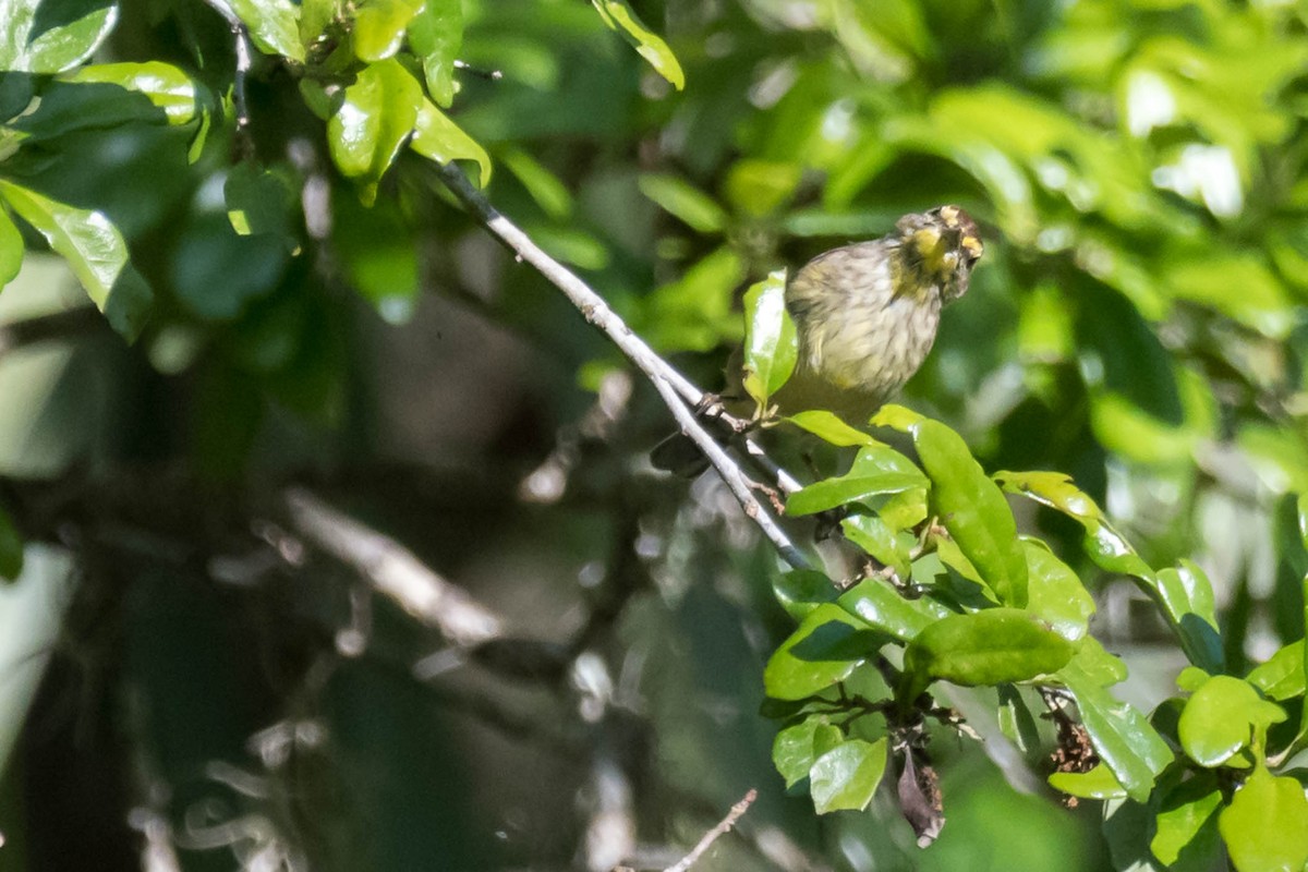 Palm Warbler - ML633556498