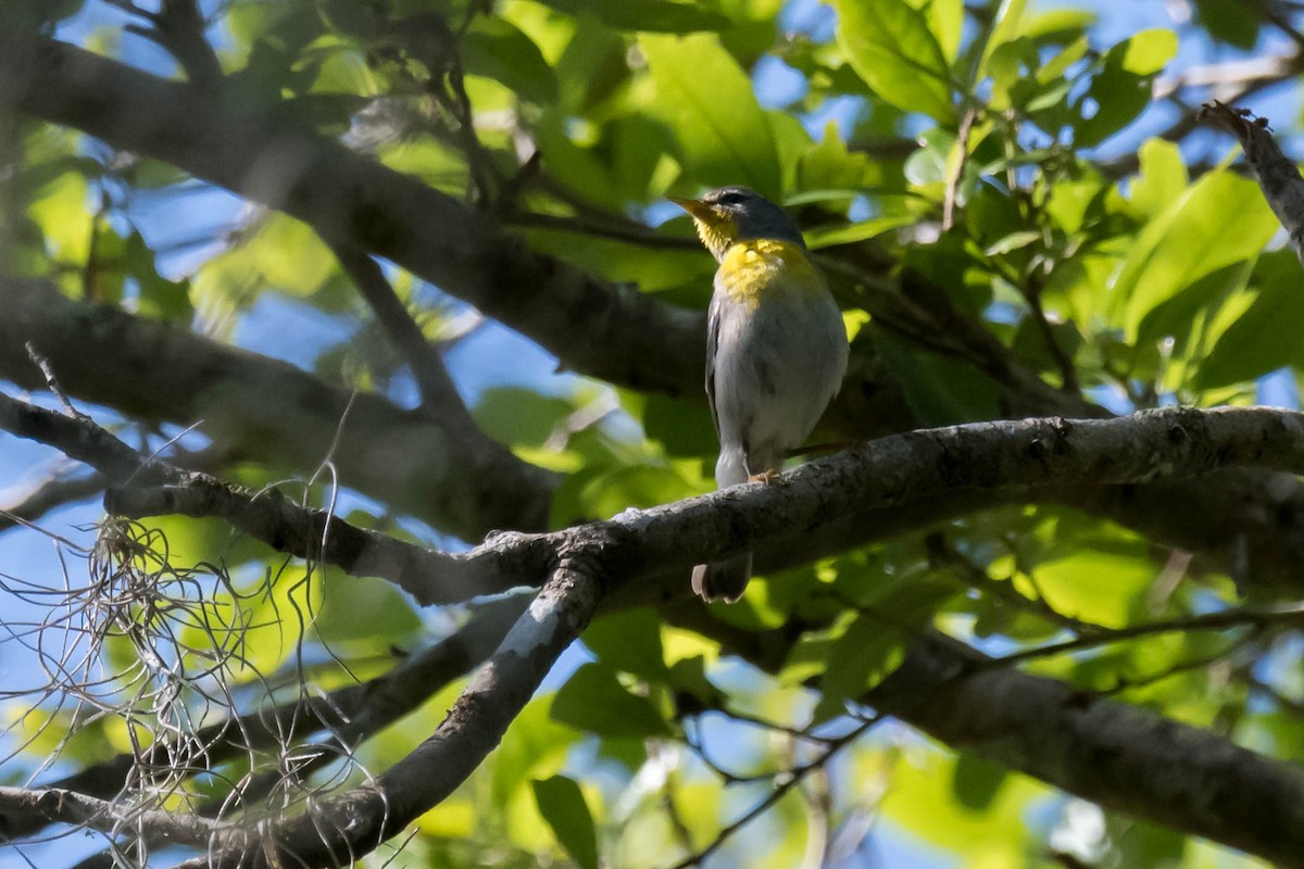 Northern Parula - ML633556520