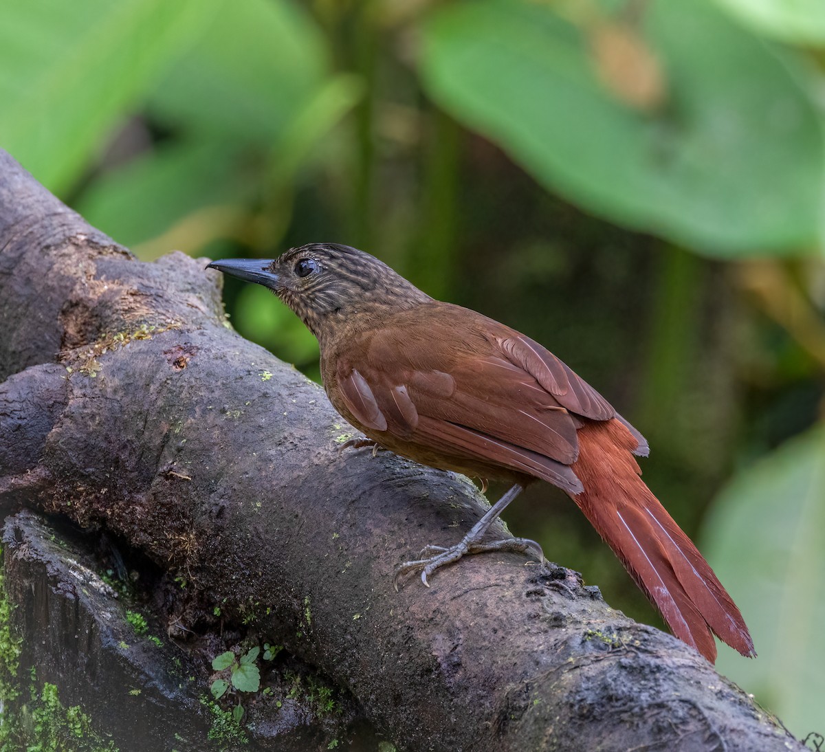 Streak-capped Treehunter - ML633556537
