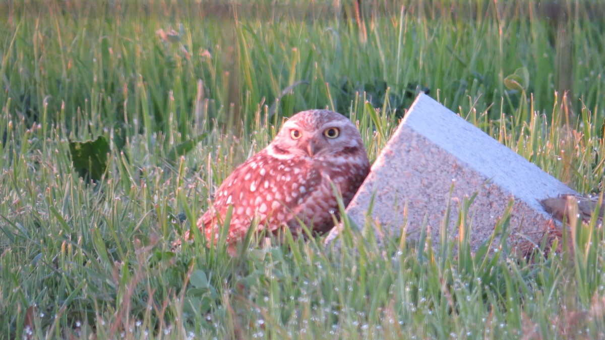Burrowing Owl - ML633556609