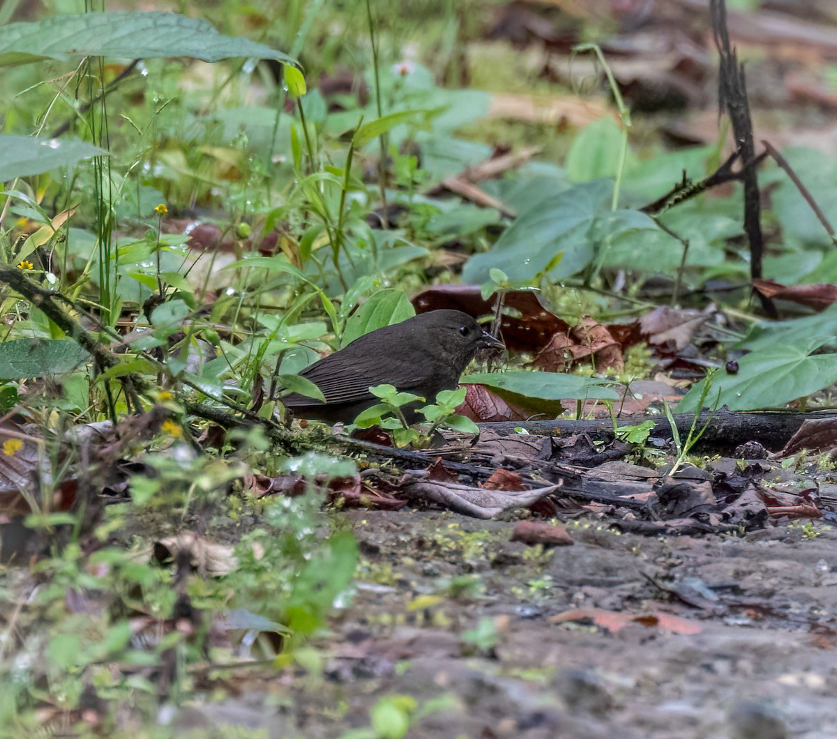 Slaty Finch - ML633556828