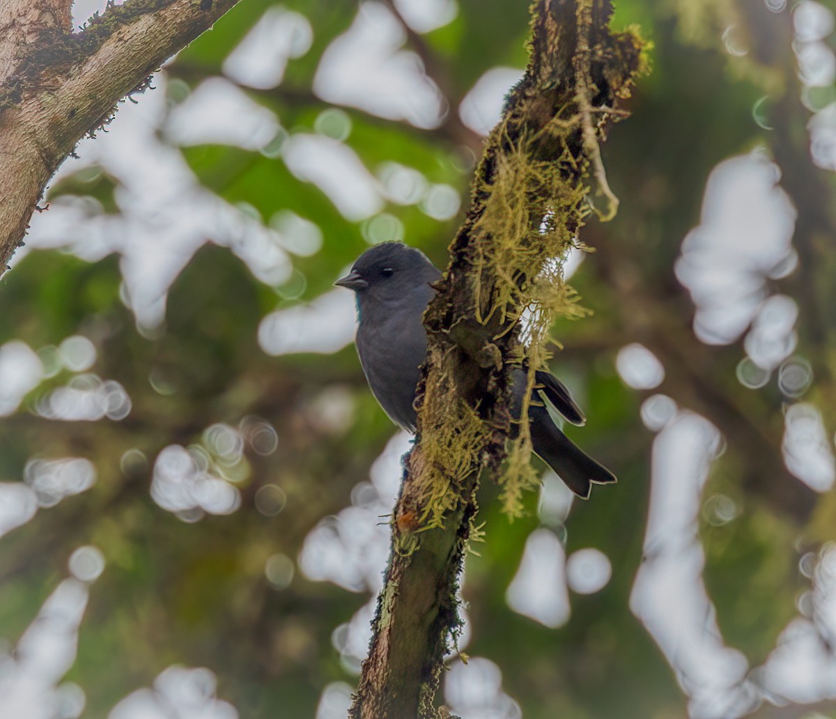 Slaty Finch - ML633556831