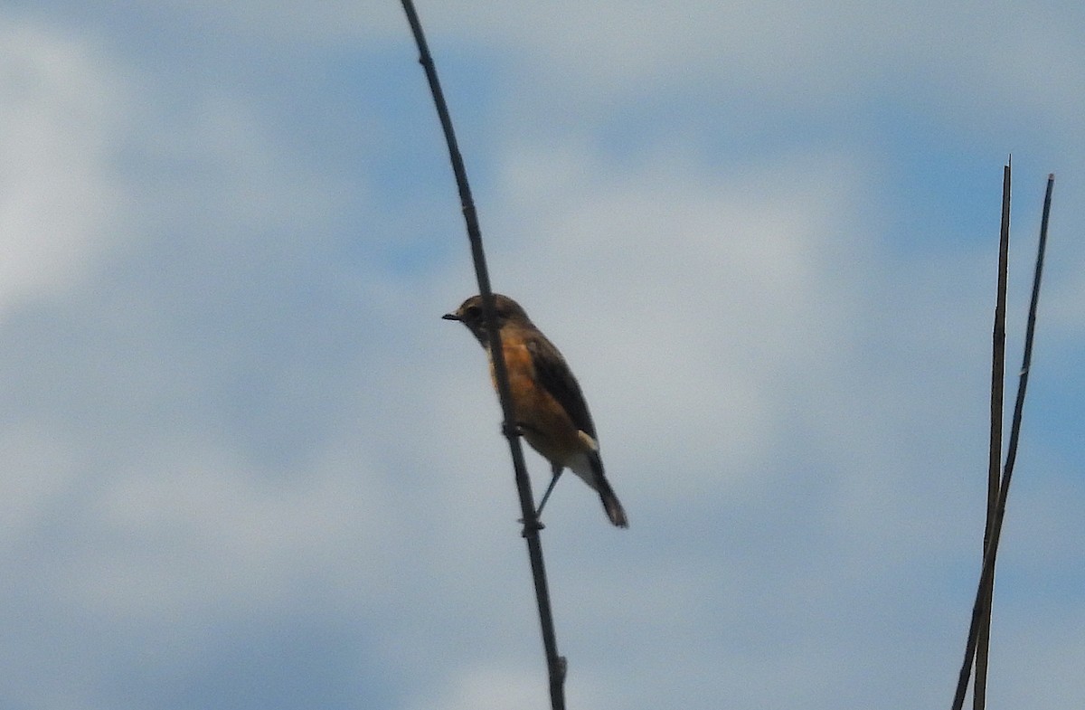 African Stonechat - ML633556845