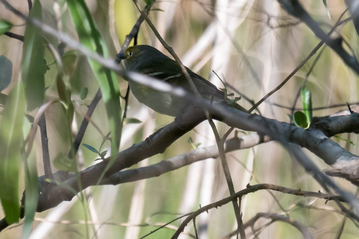 White-eyed Vireo (White-eyed) - ML633556868