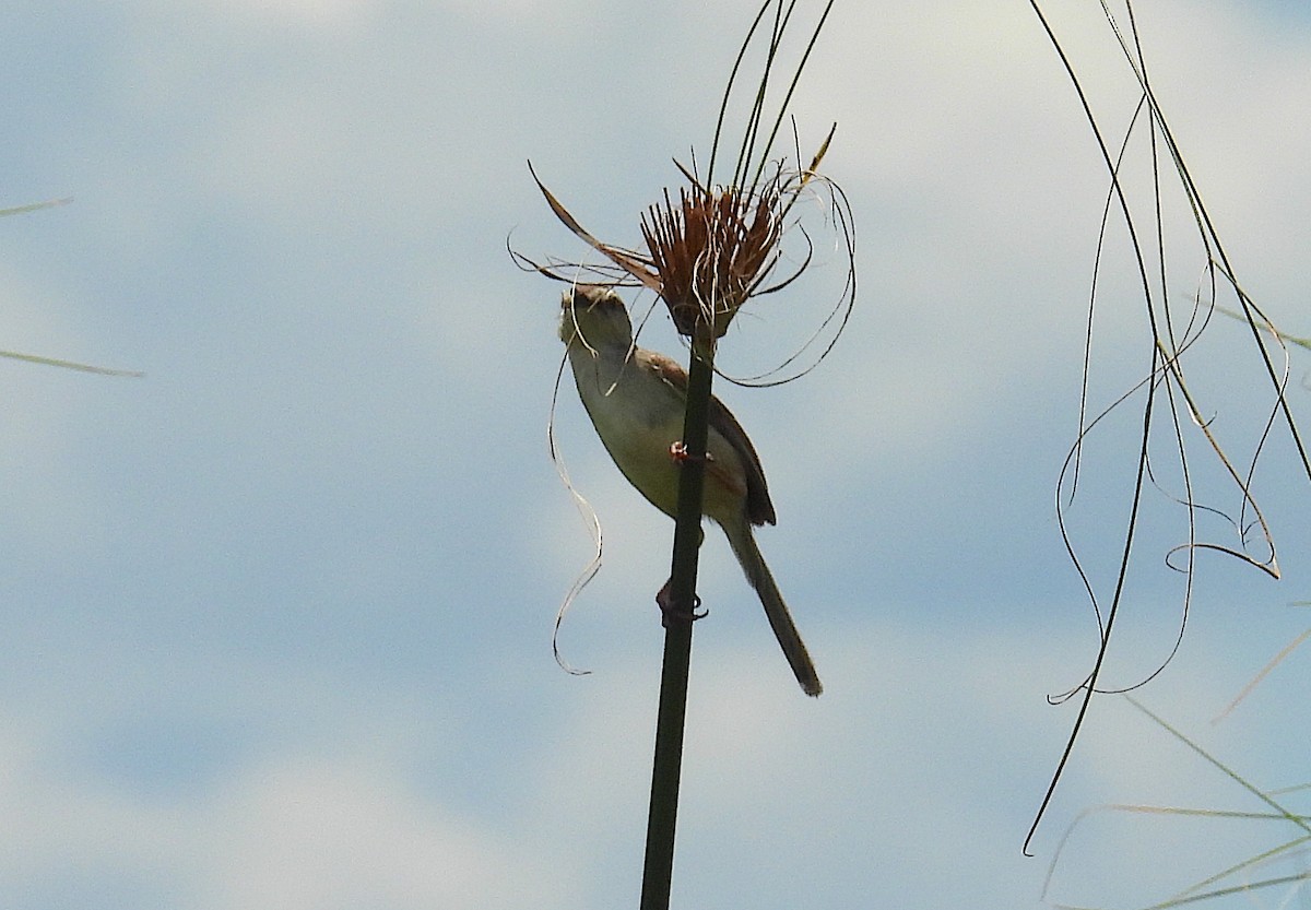 Prinia modeste - ML633556892