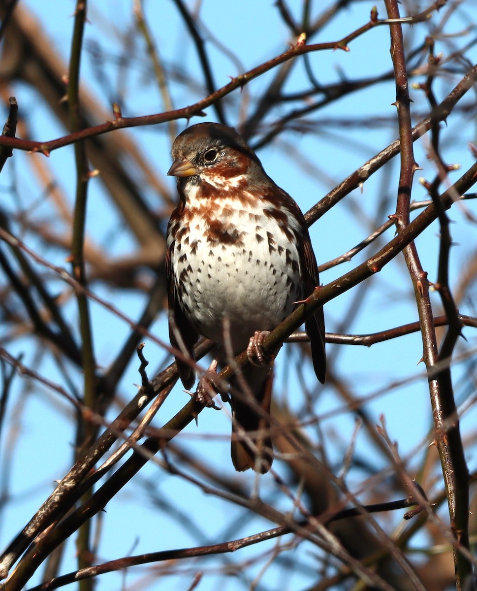 Fox Sparrow - ML633556985