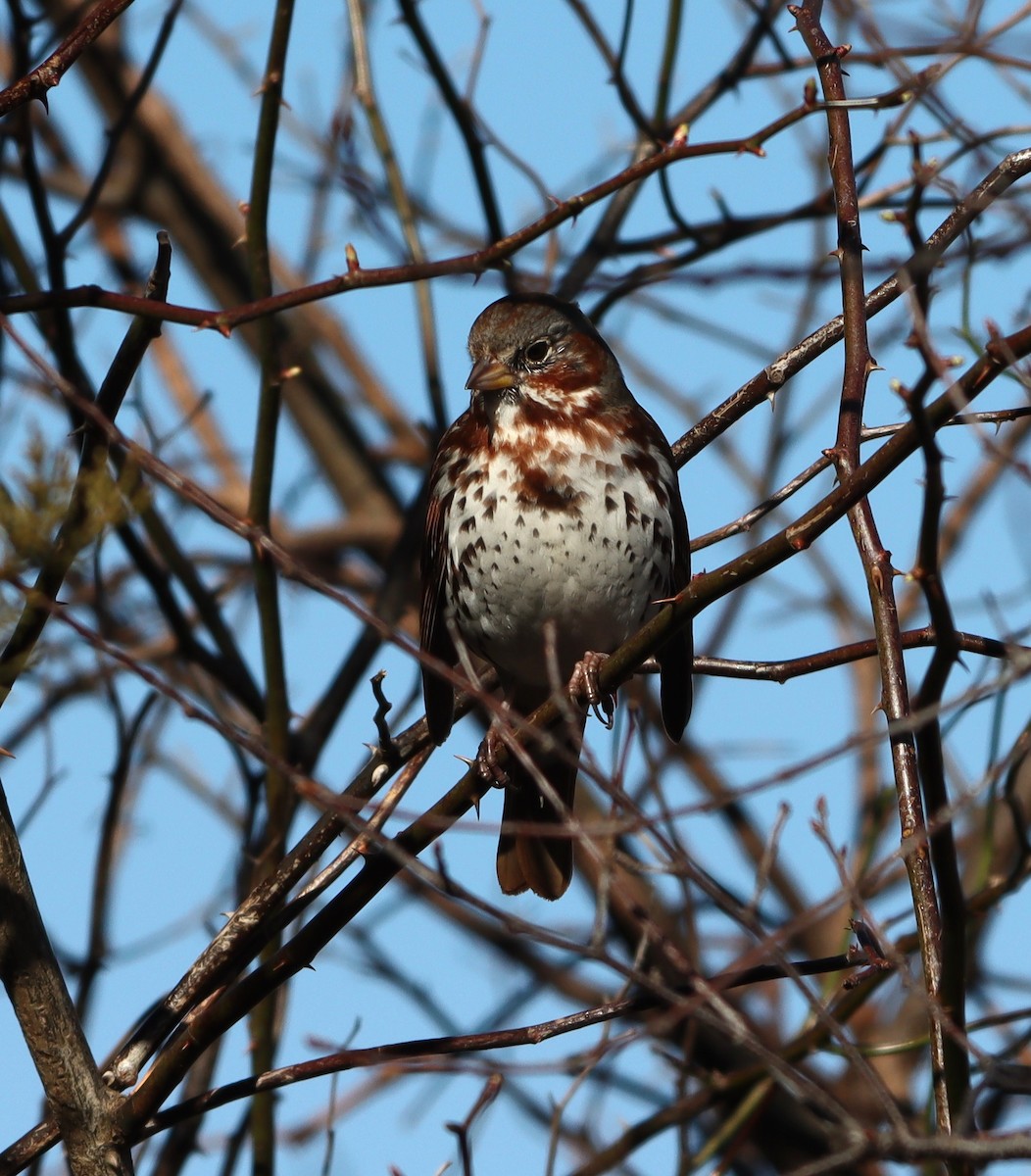 Fox Sparrow - ML633556996