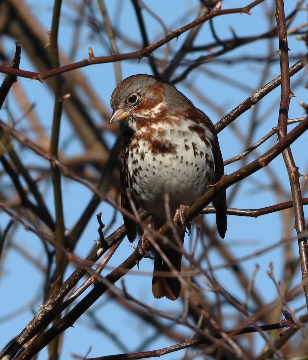 Fox Sparrow - ML633557019