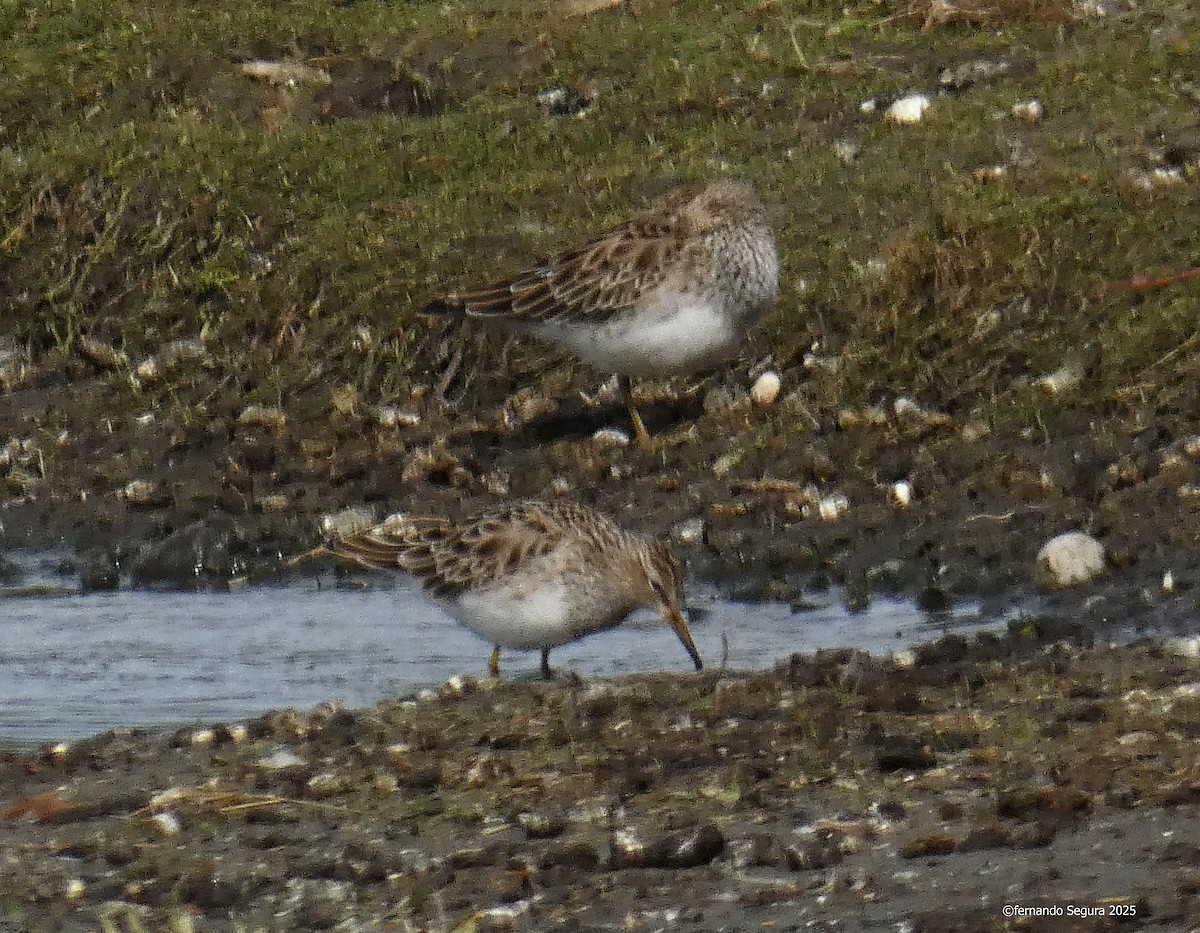 Pectoral Sandpiper - ML633557021