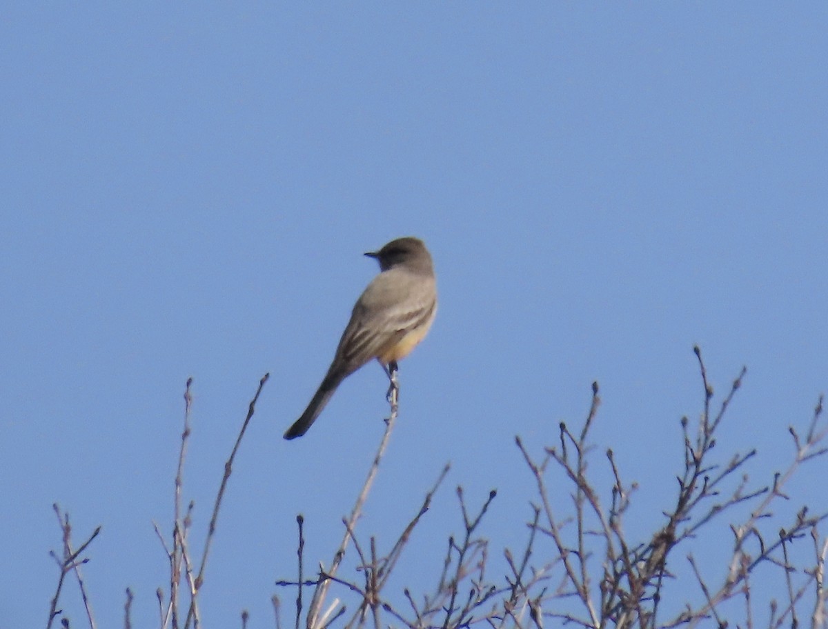 Say's Phoebe - ML633557090