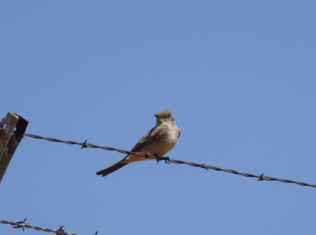 Say's Phoebe - ML633557091