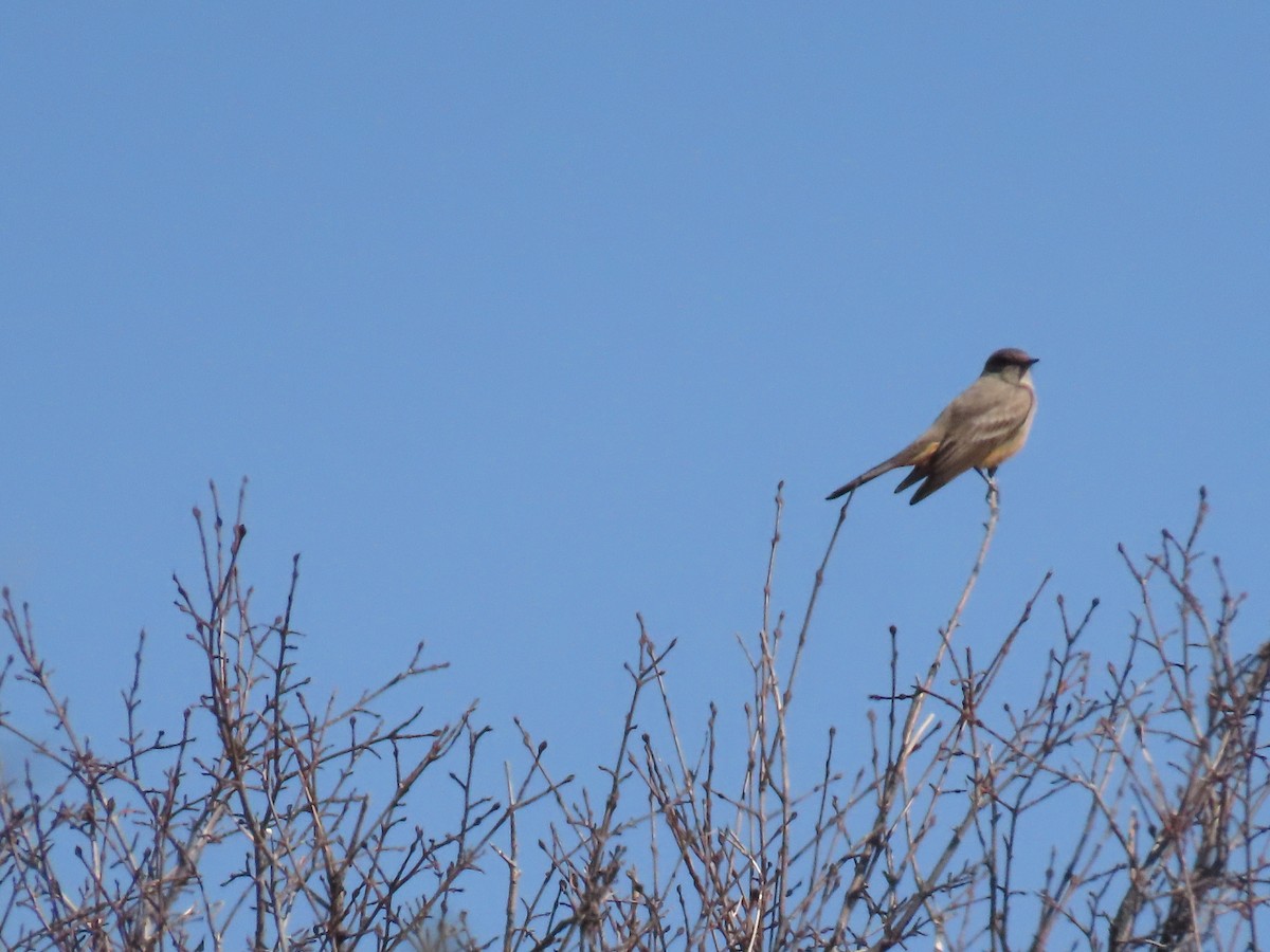 Say's Phoebe - ML633557092