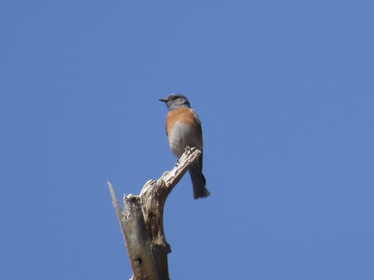 Western Bluebird - ML633557130