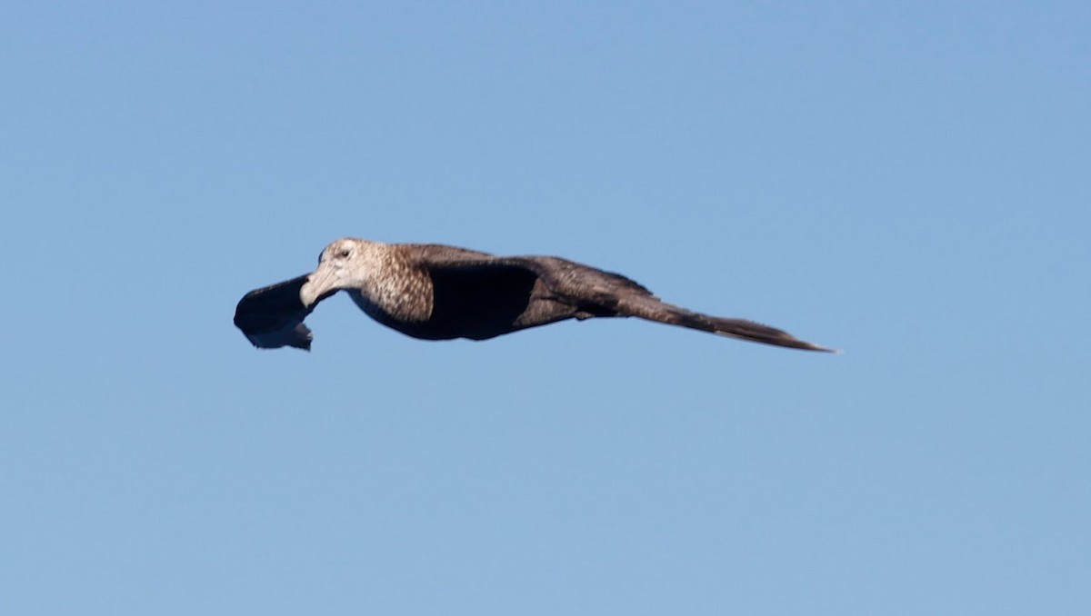 Southern Giant-Petrel - ML633557339