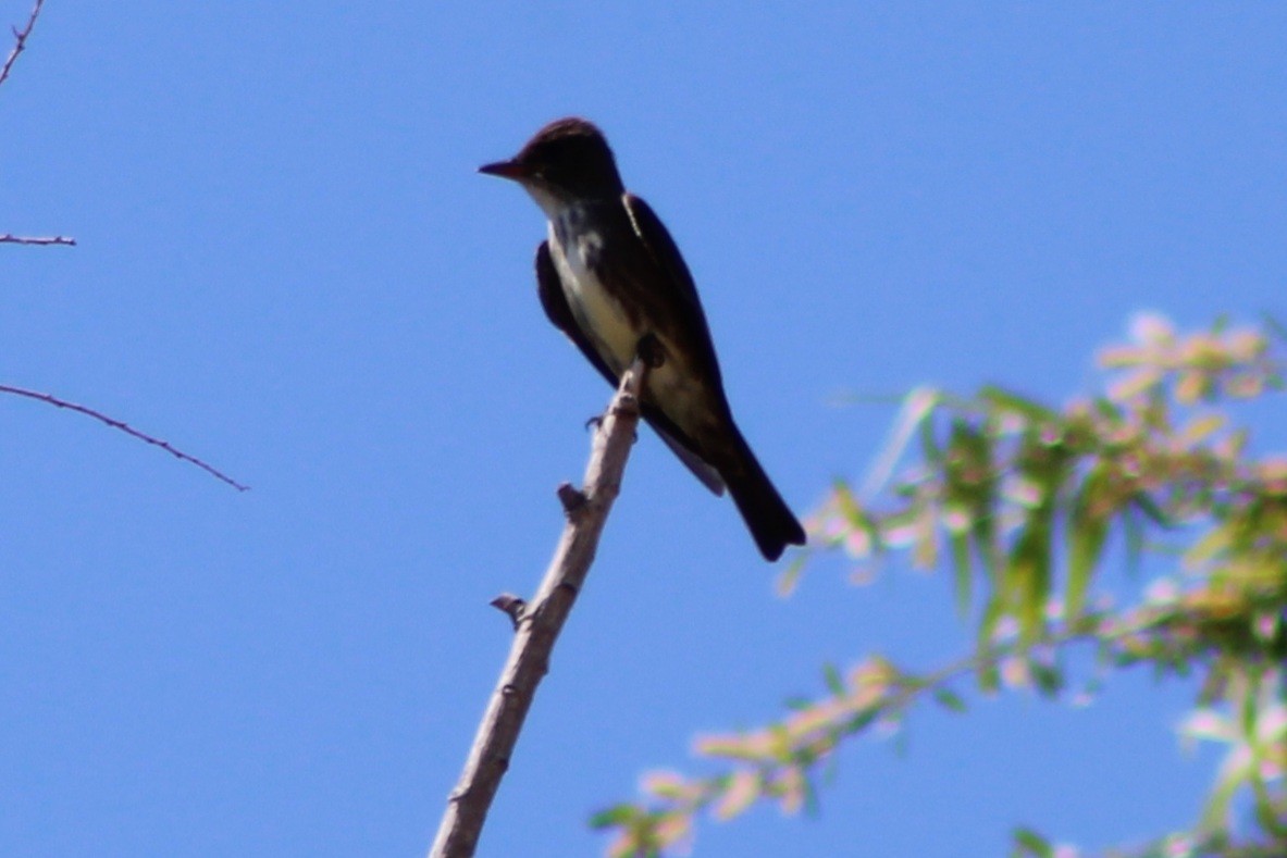 Pibí Boreal - ML633557356