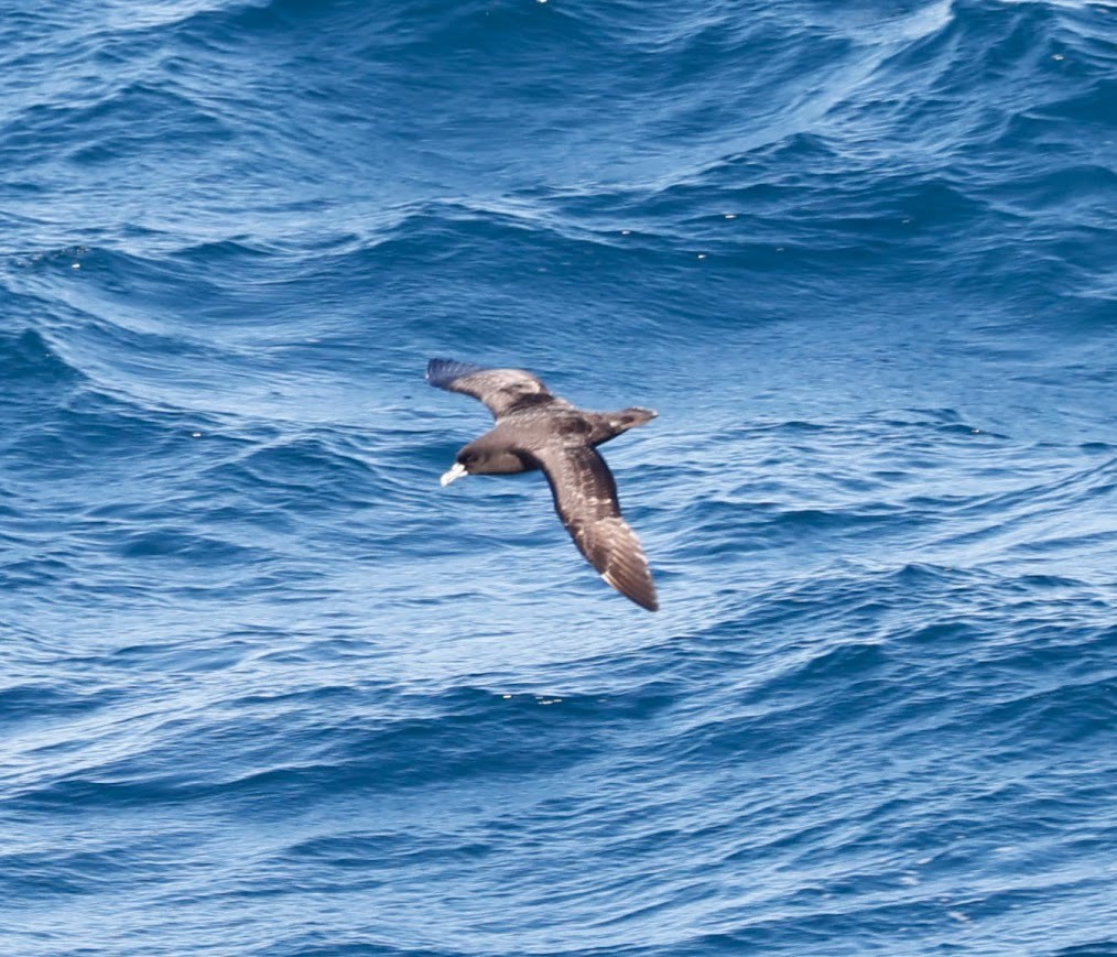 White-chinned Petrel - ML633557506