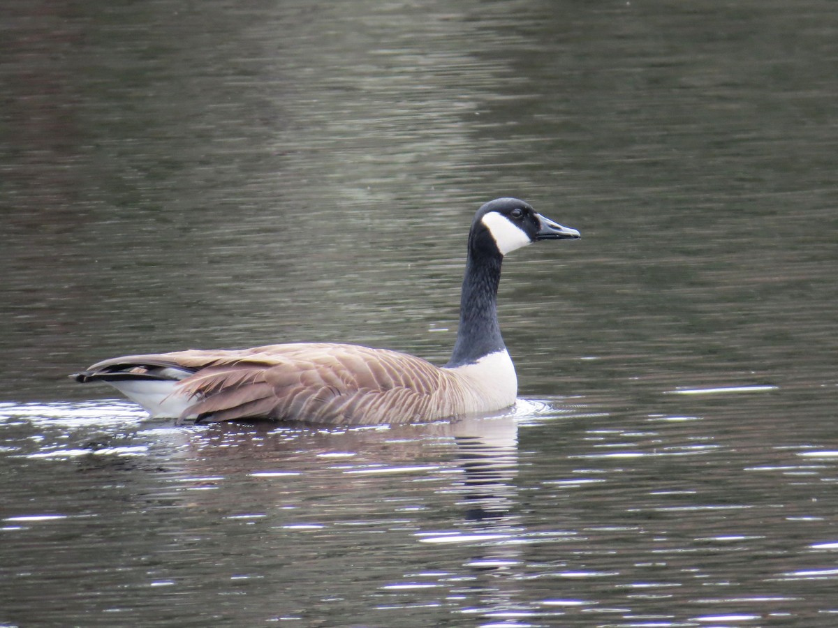 Canada Goose - ML633557634