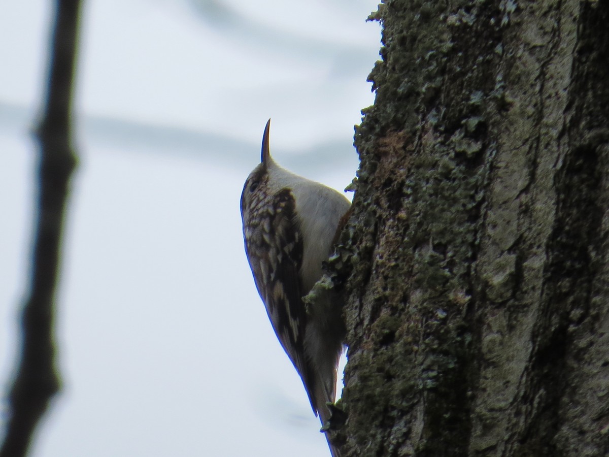 Brown Creeper - ML633557683