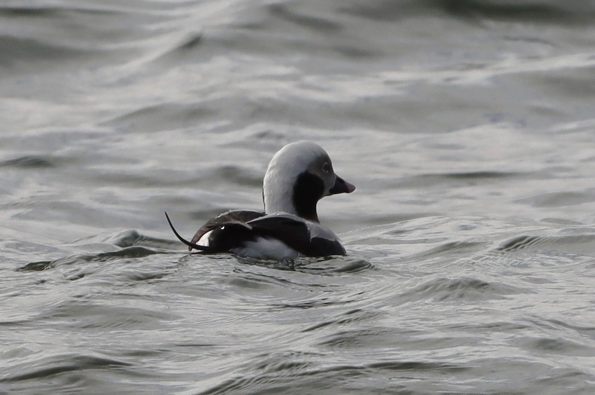 Long-tailed Duck - ML633557736