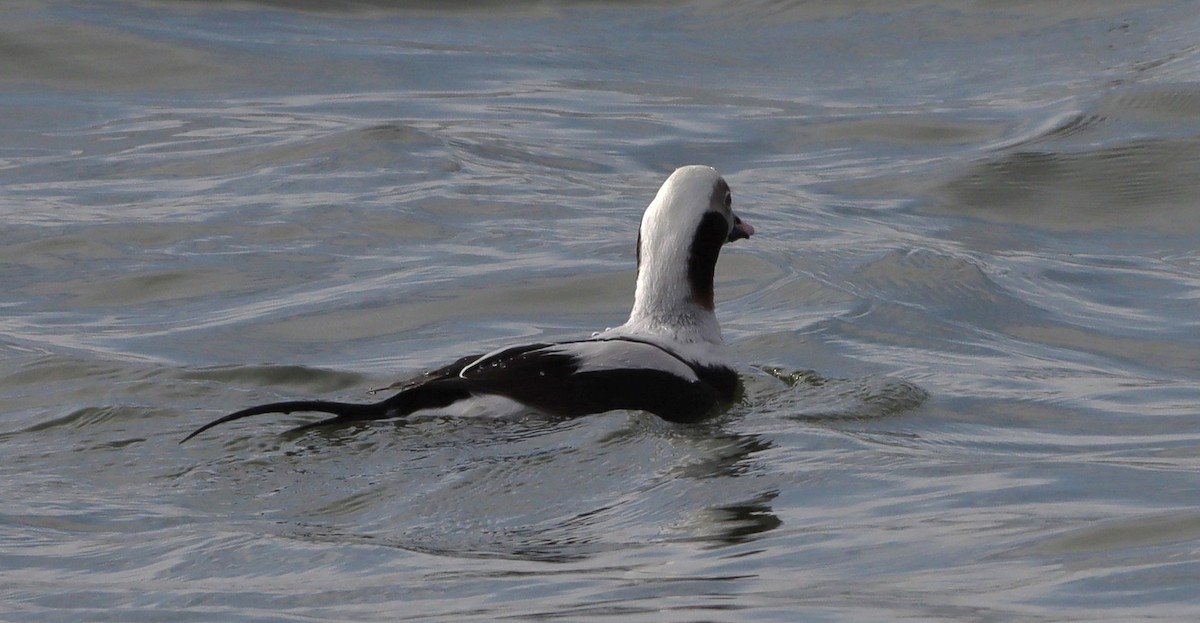 Long-tailed Duck - ML633557755
