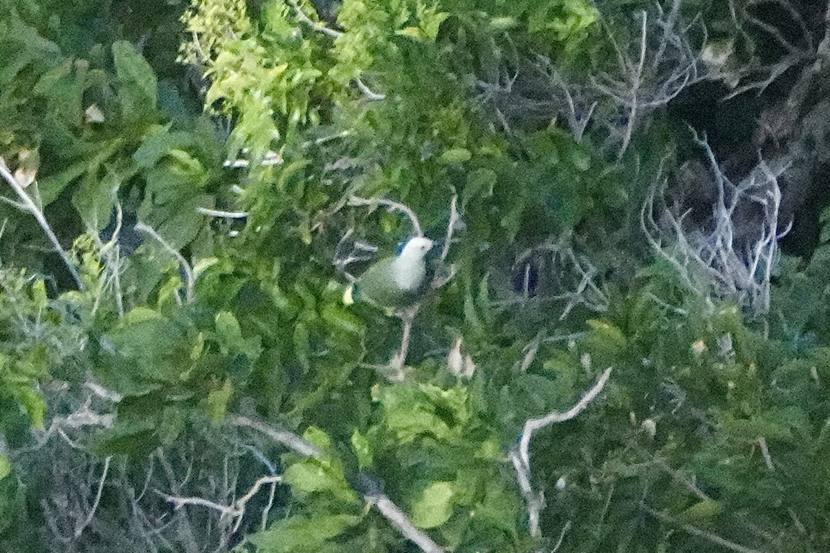 White-capped Fruit-Dove - ML633557769