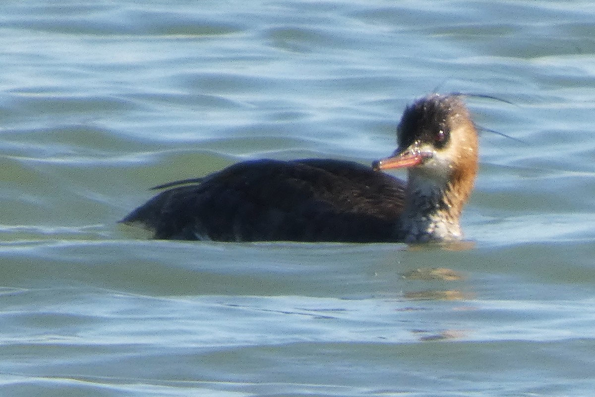 Red-breasted Merganser - ML633557813
