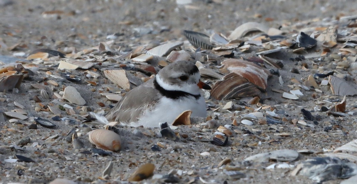 Piping Plover - ML633557831