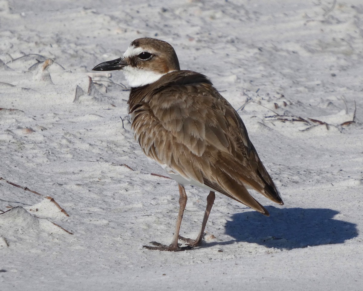 Wilson's Plover - ML633557845