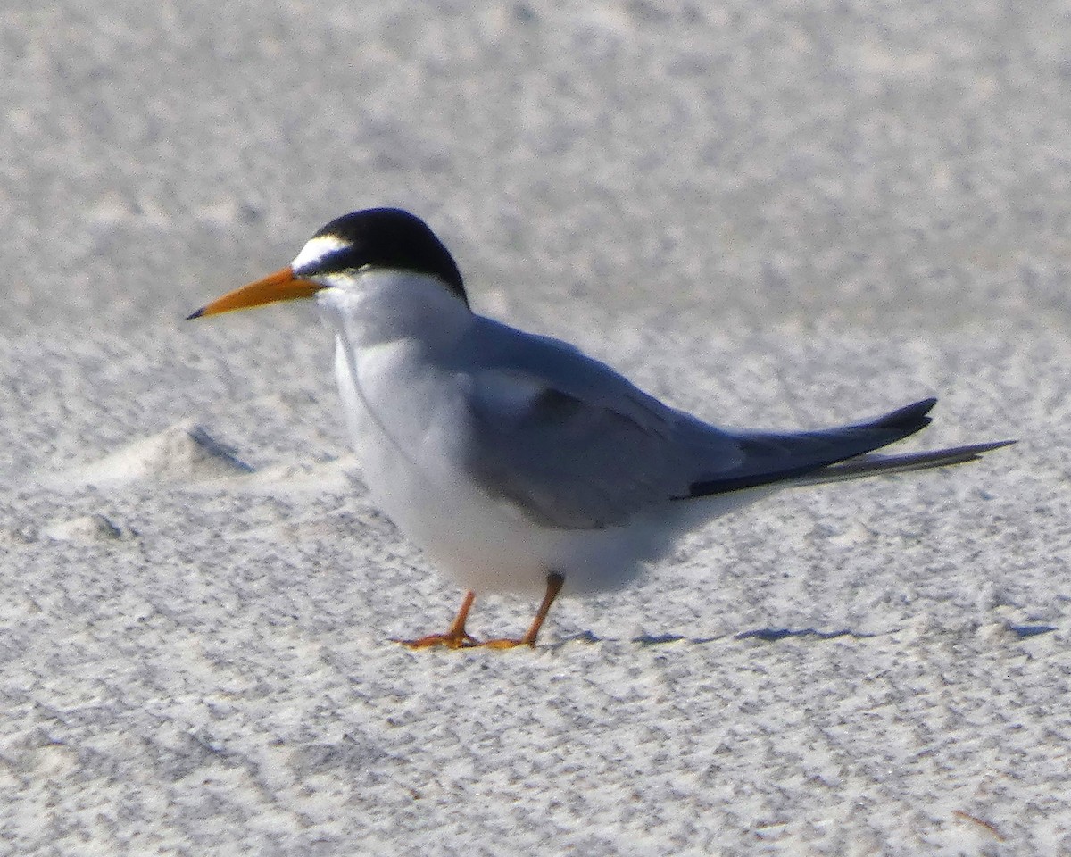 Least Tern - ML633557866