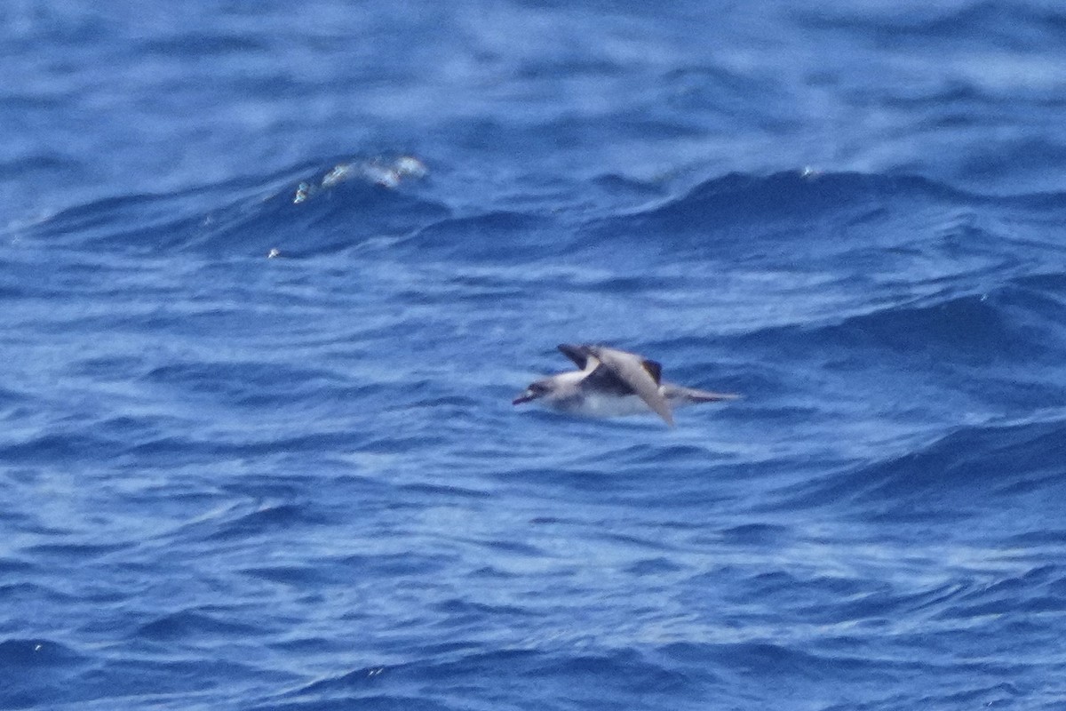 Herald Petrel - ML633557894