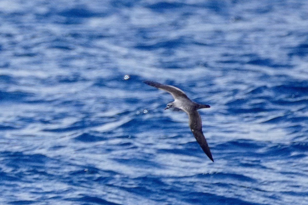 Herald Petrel - ML633557895