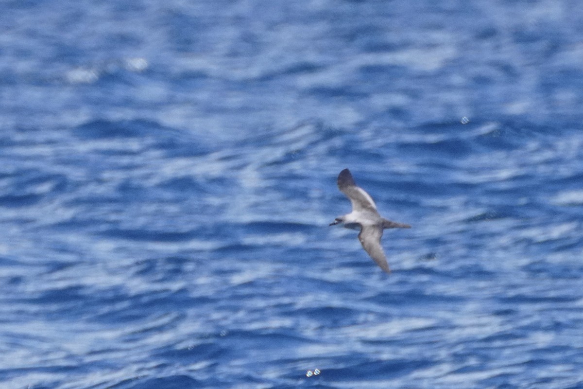 Herald Petrel - ML633557896