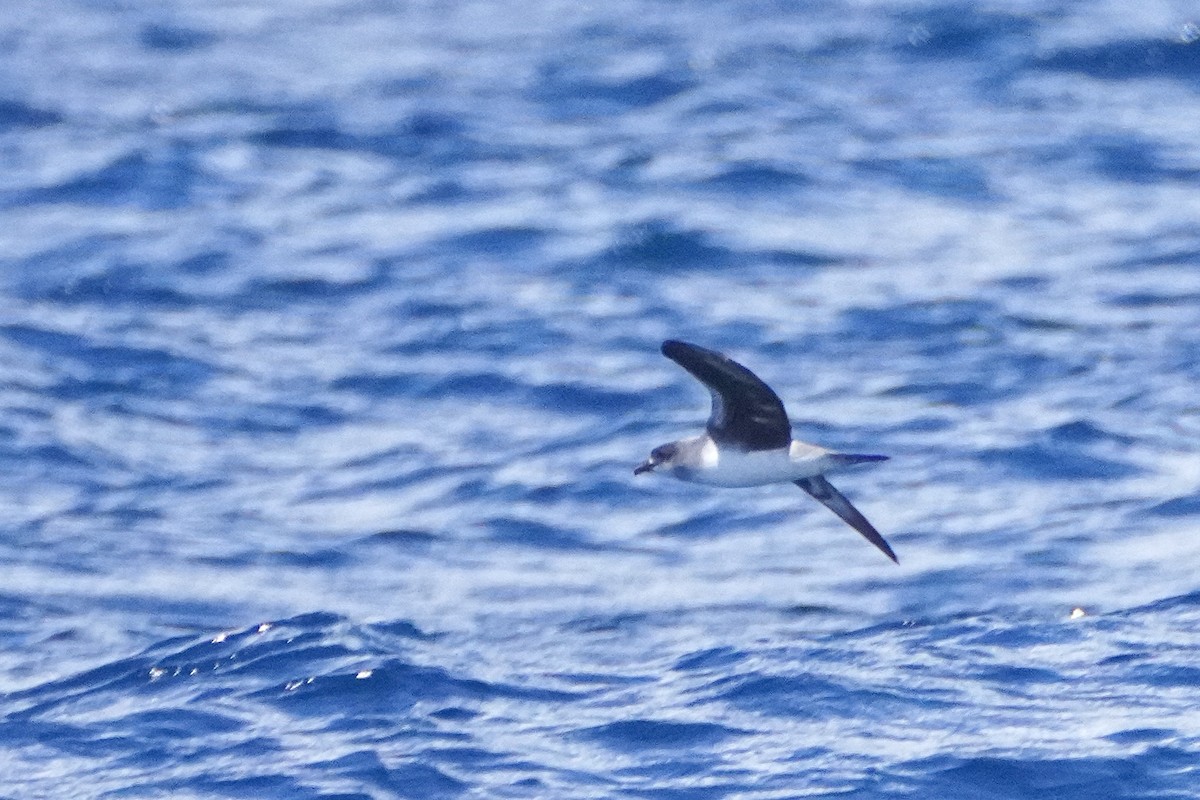 Herald Petrel - ML633557898