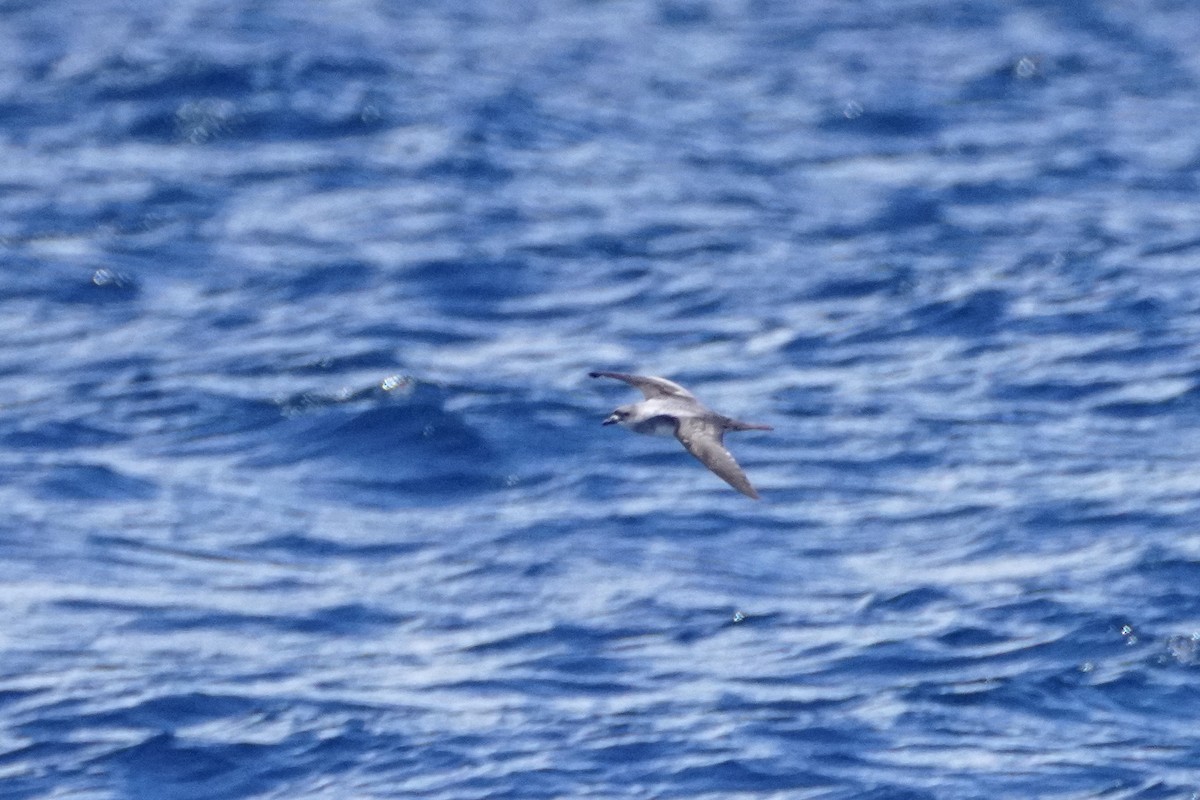Herald Petrel - ML633557899