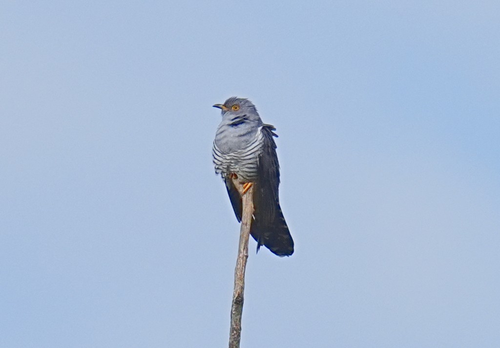 Common Cuckoo - ML633557947