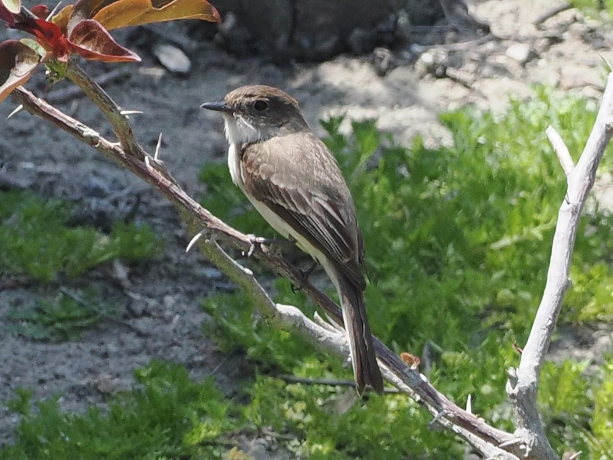 Eastern Phoebe - ML633557953