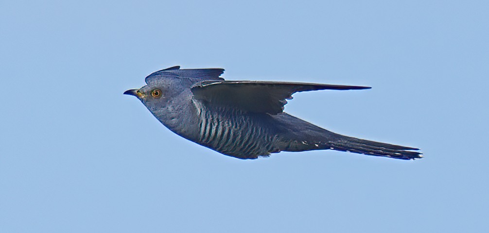 Common Cuckoo - ML633557959