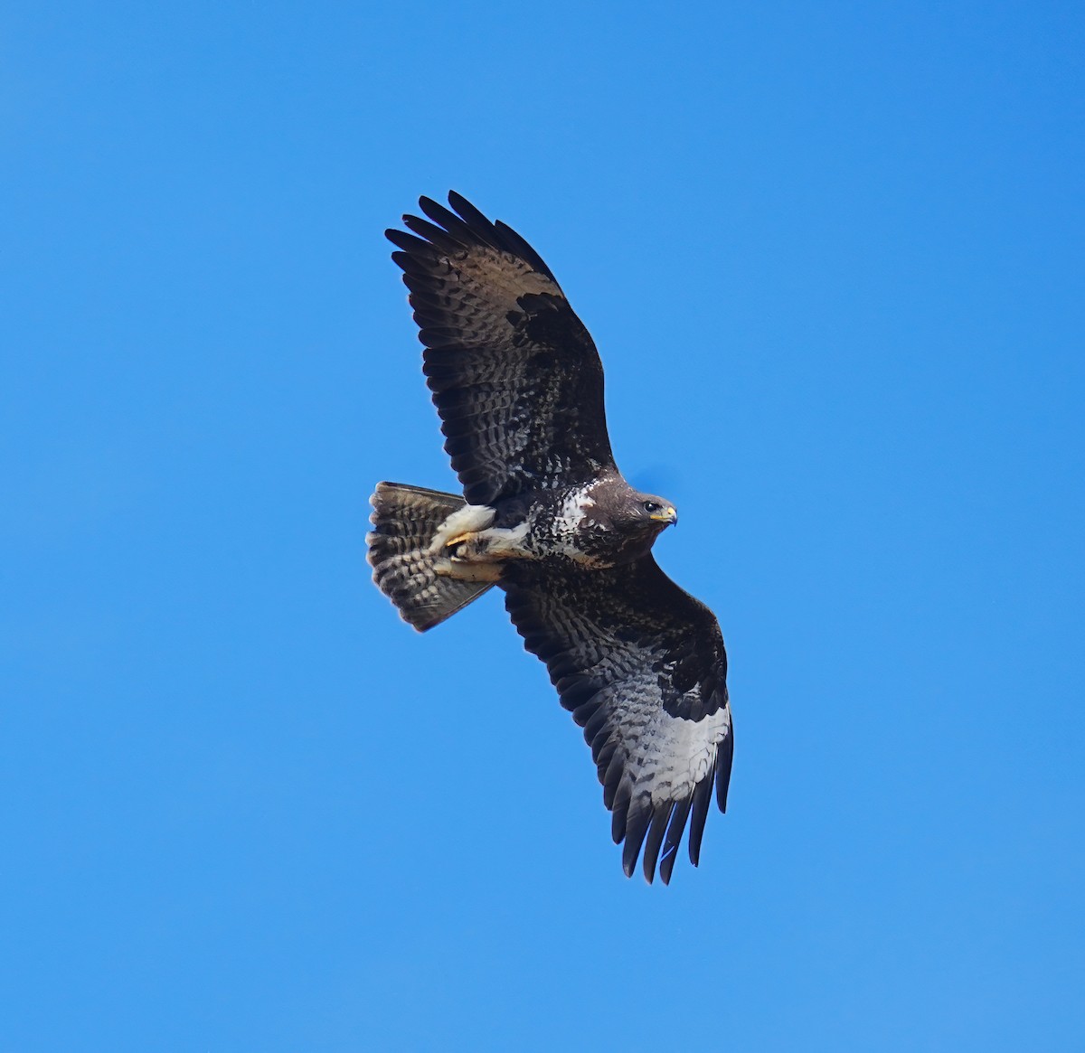 Common Buzzard - ML633557988