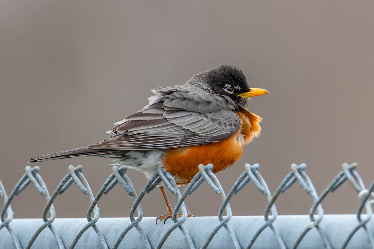 American Robin - ML633557991