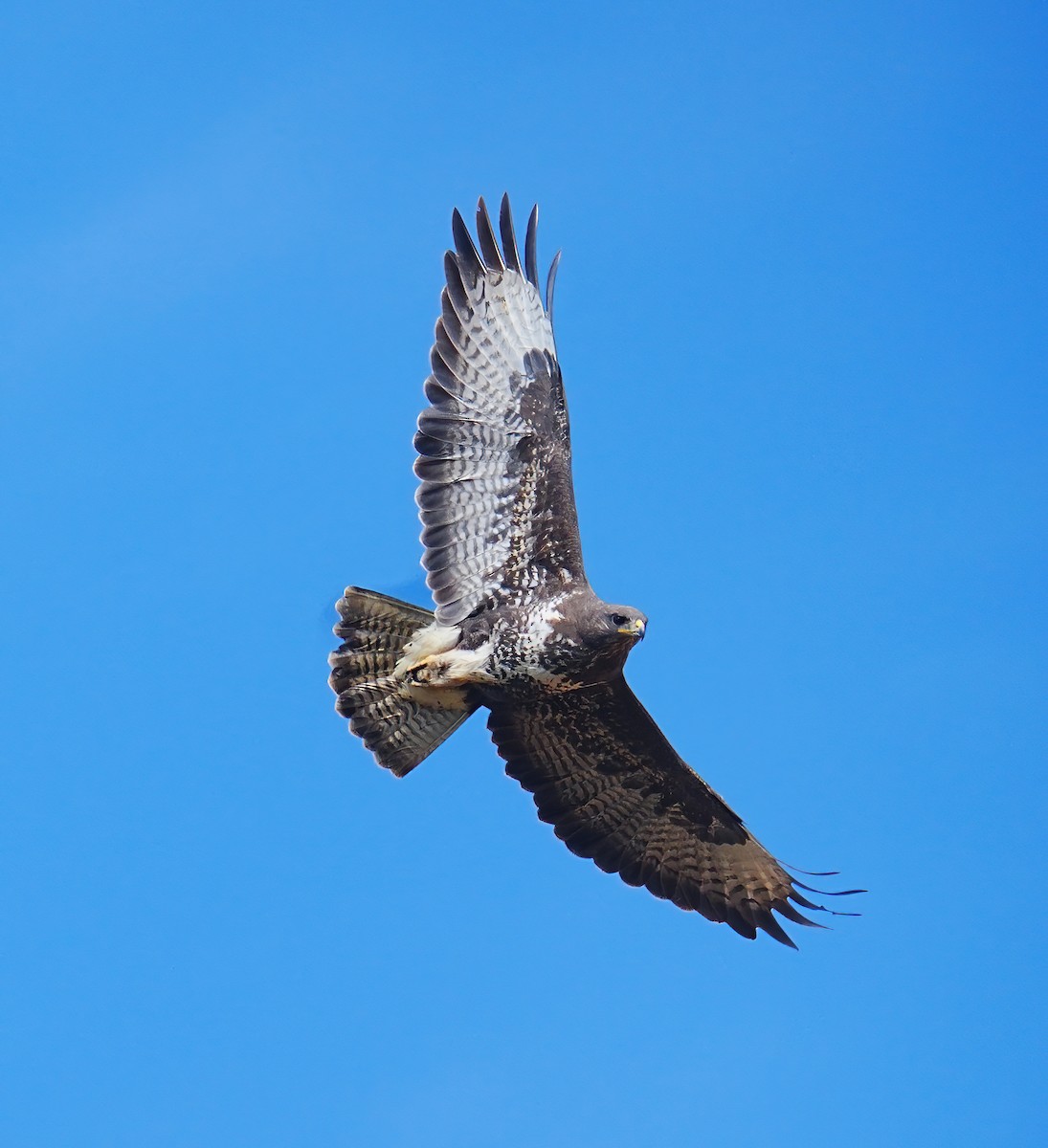 Common Buzzard - ML633558008